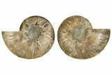 Cut & Polished, Agatized Ammonite Fossil - Madagascar #308134-1